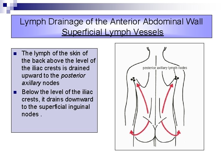 Lymph Drainage of the Anterior Abdominal Wall Superficial Lymph Vessels n n The lymph