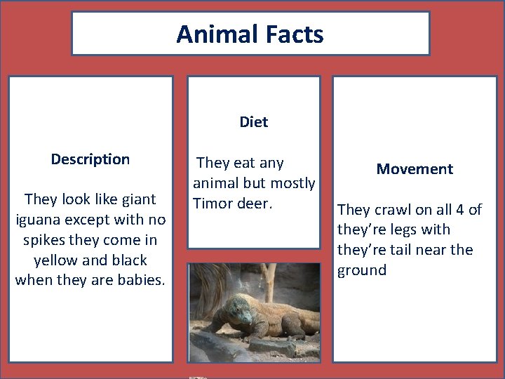 Animal Facts Diet Description They look like giant iguana except with no spikes they