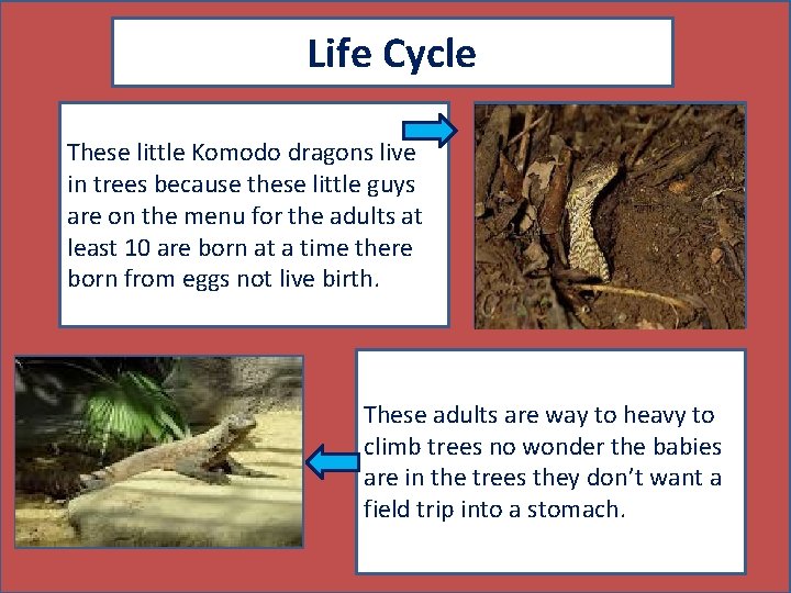 Life Cycle These little Komodo dragons live in trees because these little guys are
