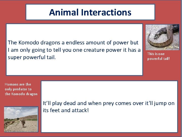 Animal Interactions The Komodo dragons a endless amount of power but I am only