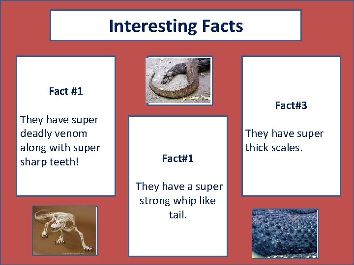 Interesting Facts Fact #1 They have super deadly venom along with super sharp teeth!