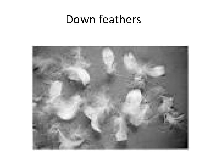 Down feathers 