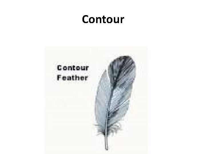 Contour 