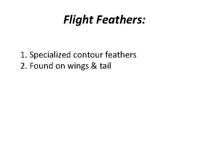 Flight Feathers: 1. Specialized contour feathers 2. Found on wings & tail 