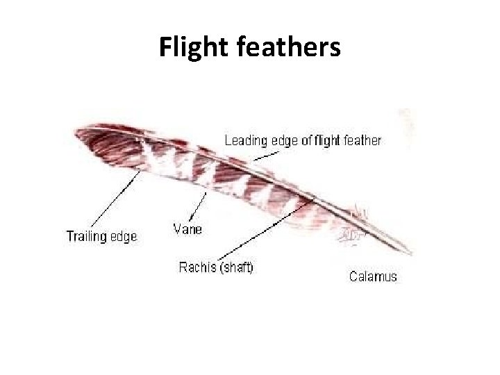 Flight feathers 