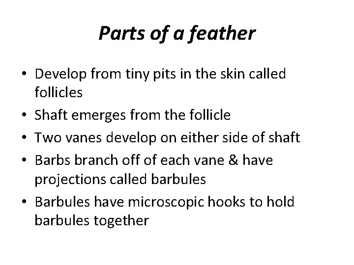 Parts of a feather • Develop from tiny pits in the skin called follicles