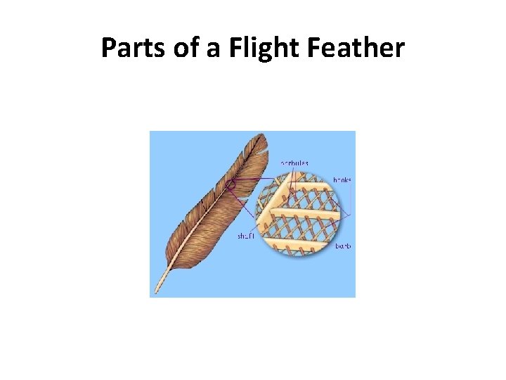 Parts of a Flight Feather 
