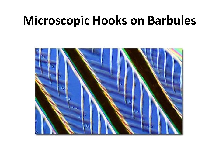 Microscopic Hooks on Barbules 