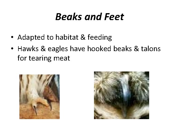 Beaks and Feet • Adapted to habitat & feeding • Hawks & eagles have