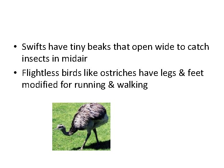  • Swifts have tiny beaks that open wide to catch insects in midair