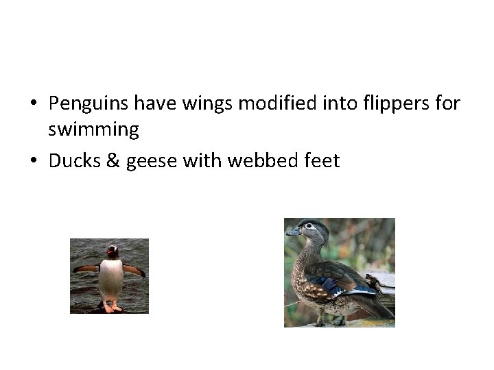  • Penguins have wings modified into flippers for swimming • Ducks & geese