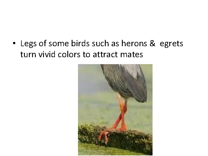  • Legs of some birds such as herons & egrets turn vivid colors