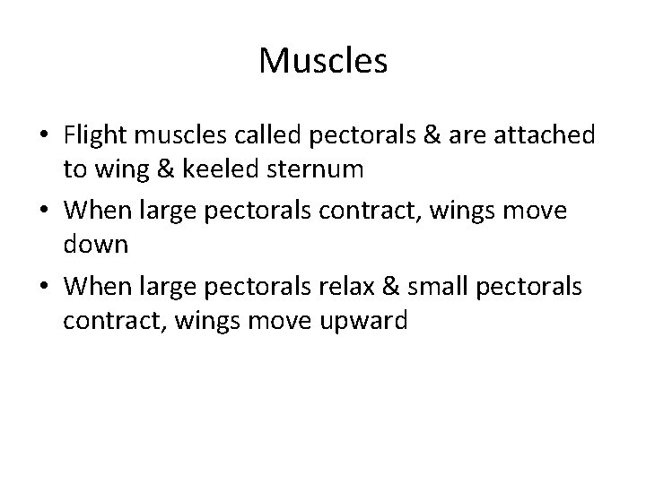Muscles • Flight muscles called pectorals & are attached to wing & keeled sternum