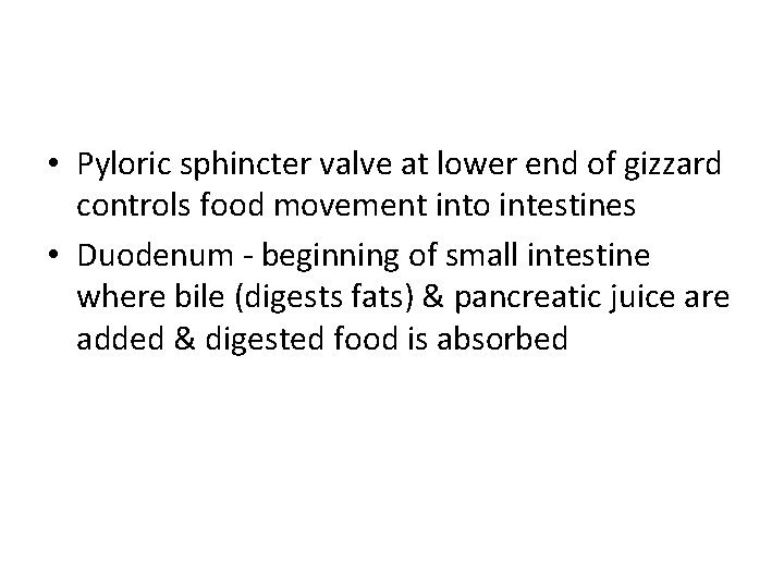  • Pyloric sphincter valve at lower end of gizzard controls food movement into