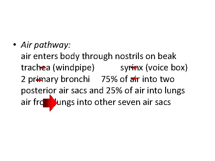  • Air pathway: air enters body through nostrils on beak trachea (windpipe) syrinx