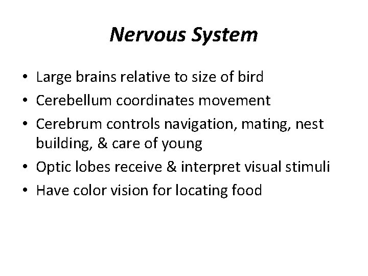 Nervous System • Large brains relative to size of bird • Cerebellum coordinates movement