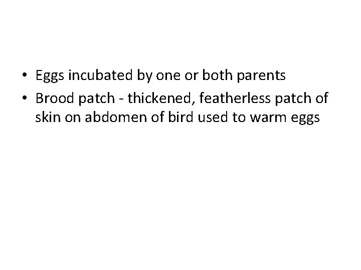  • Eggs incubated by one or both parents • Brood patch - thickened,