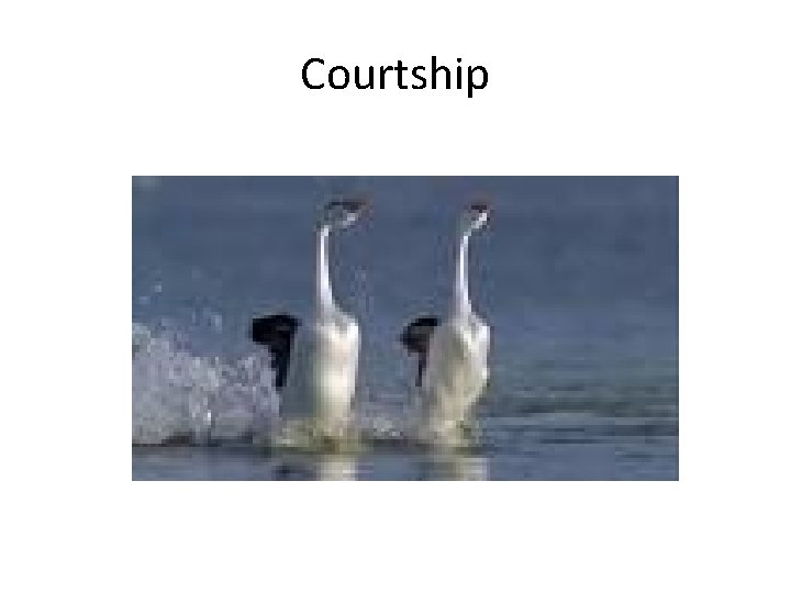 Courtship 