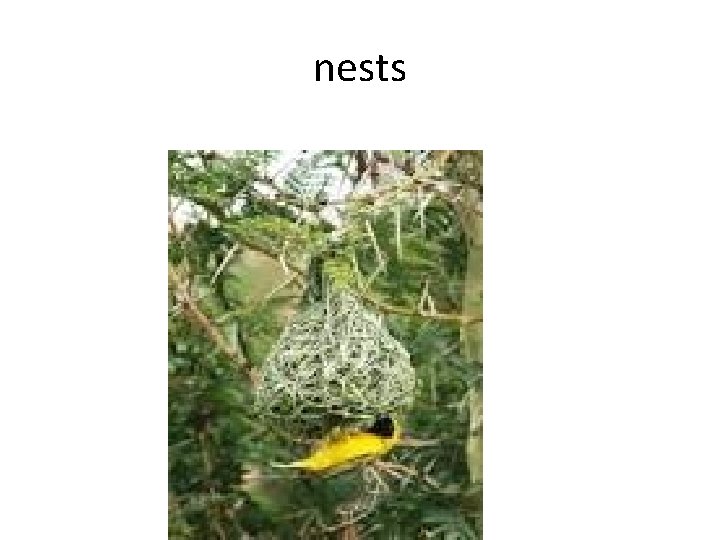 nests 