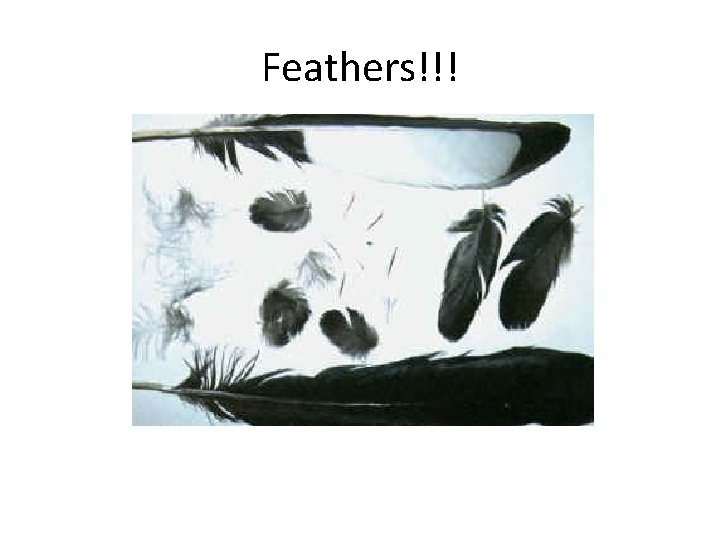 Feathers!!! 