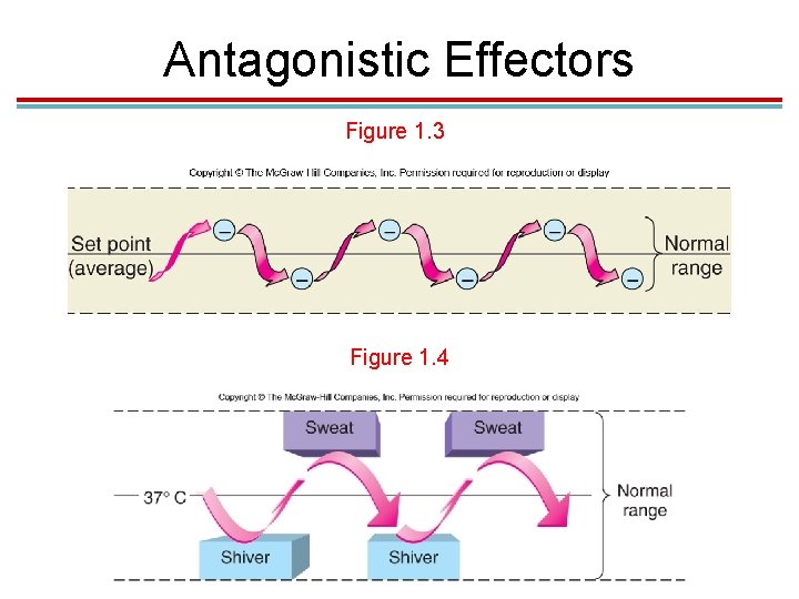 Antagonistic Effectors Figure 1. 3 Figure 1. 4 Antagonistic Effectors Figure 1. 3 Figure 1. 4