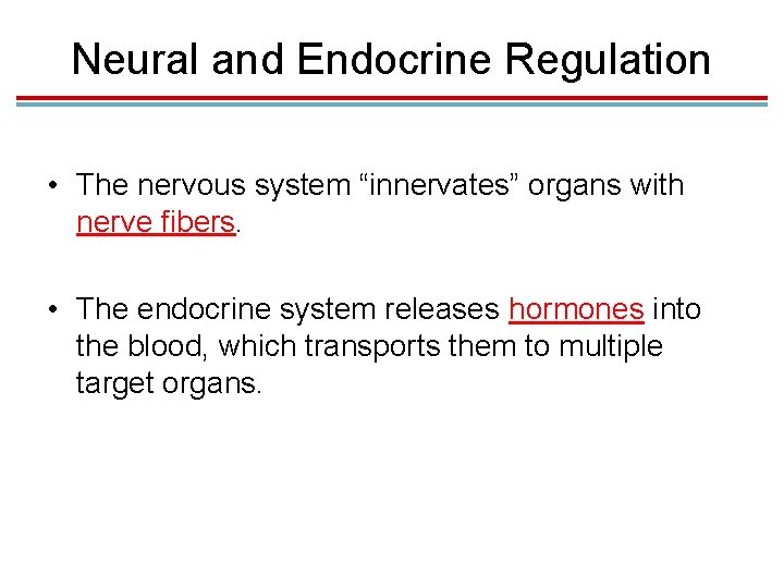 Neural and Endocrine Regulation • The nervous system “innervates” organs with nerve fibers. • Neural and Endocrine Regulation • The nervous system “innervates” organs with nerve fibers. •