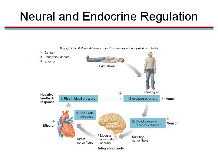 Neural and Endocrine Regulation Neural and Endocrine Regulation
