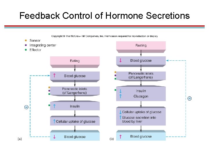 Feedback Control of Hormone Secretions Feedback Control of Hormone Secretions
