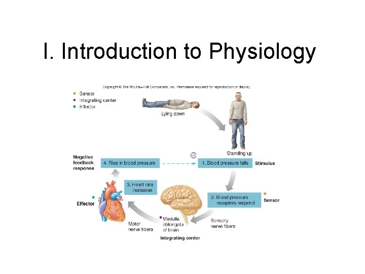 I. Introduction to Physiology I. Introduction to Physiology