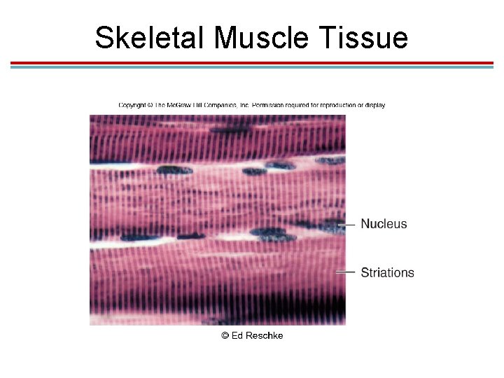 Skeletal Muscle Tissue Skeletal Muscle Tissue