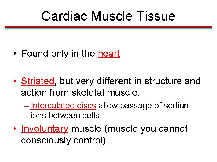 Cardiac Muscle Tissue • Found only in the heart • Striated, but very different Cardiac Muscle Tissue • Found only in the heart • Striated, but very different