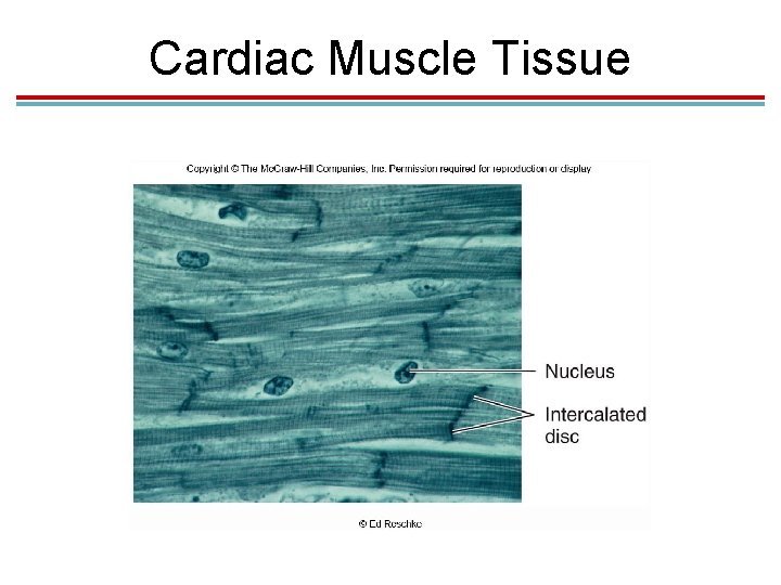 Cardiac Muscle Tissue Cardiac Muscle Tissue
