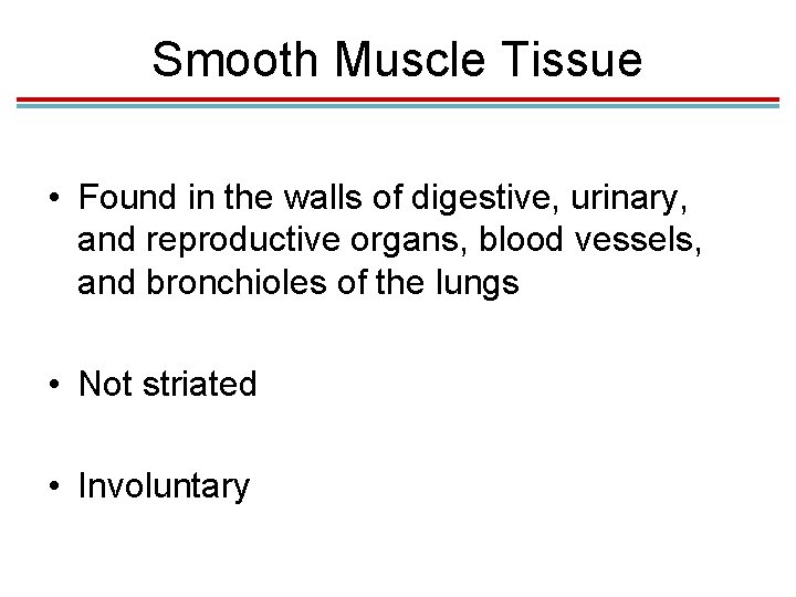 Smooth Muscle Tissue • Found in the walls of digestive, urinary, and reproductive organs, Smooth Muscle Tissue • Found in the walls of digestive, urinary, and reproductive organs,