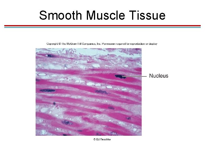 Smooth Muscle Tissue Smooth Muscle Tissue