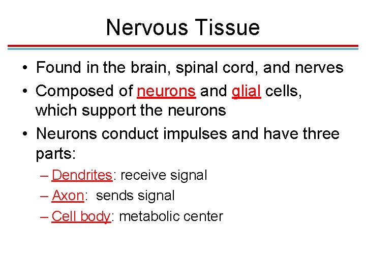 Nervous Tissue • Found in the brain, spinal cord, and nerves • Composed of Nervous Tissue • Found in the brain, spinal cord, and nerves • Composed of
