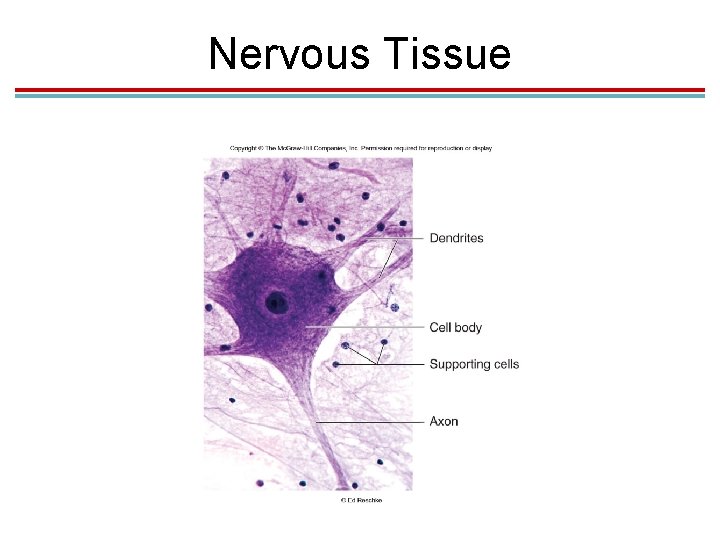 Nervous Tissue Nervous Tissue