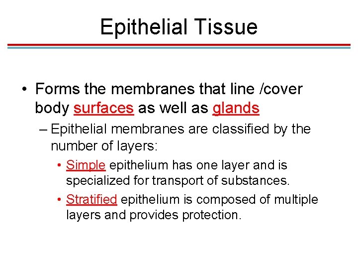 Epithelial Tissue • Forms the membranes that line /cover body surfaces as well as Epithelial Tissue • Forms the membranes that line /cover body surfaces as well as