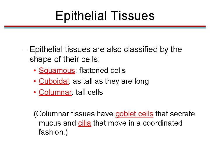 Epithelial Tissues – Epithelial tissues are also classified by the shape of their cells: Epithelial Tissues – Epithelial tissues are also classified by the shape of their cells: