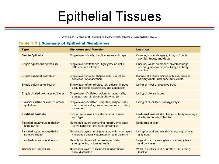 Epithelial Tissues Epithelial Tissues