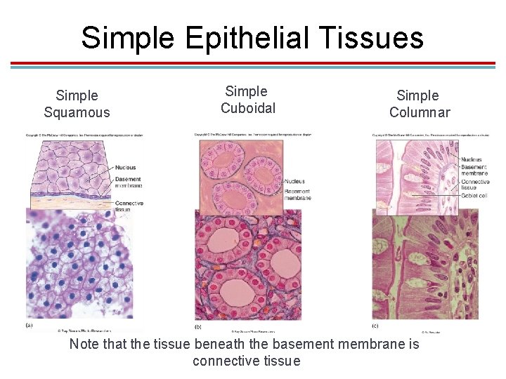 Simple Epithelial Tissues Simple Squamous Simple Cuboidal Simple Columnar Note that the tissue beneath Simple Epithelial Tissues Simple Squamous Simple Cuboidal Simple Columnar Note that the tissue beneath