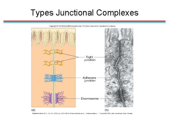 Types Junctional Complexes Types Junctional Complexes