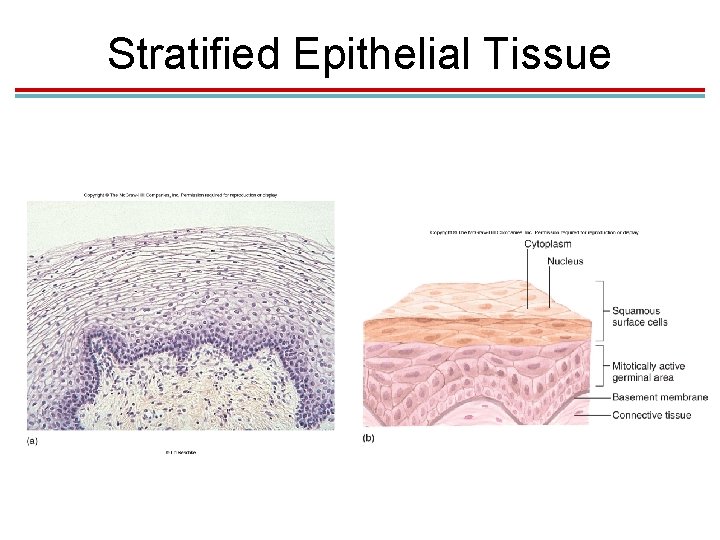 Stratified Epithelial Tissue Stratified Epithelial Tissue