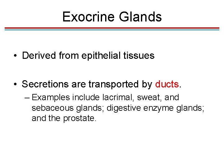 Exocrine Glands • Derived from epithelial tissues • Secretions are transported by ducts. – Exocrine Glands • Derived from epithelial tissues • Secretions are transported by ducts. –