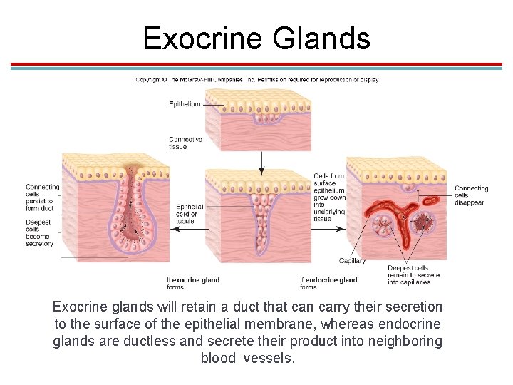 Exocrine Glands Exocrine glands will retain a duct that can carry their secretion to Exocrine Glands Exocrine glands will retain a duct that can carry their secretion to