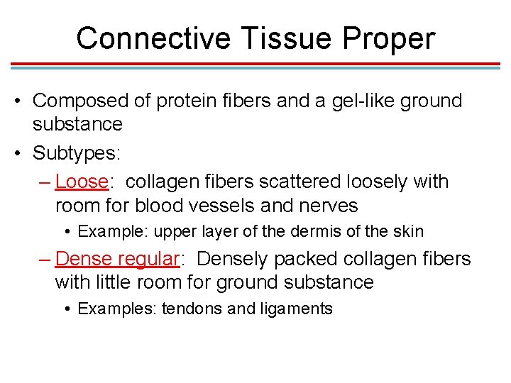 Connective Tissue Proper • Composed of protein fibers and a gel-like ground substance • Connective Tissue Proper • Composed of protein fibers and a gel-like ground substance •