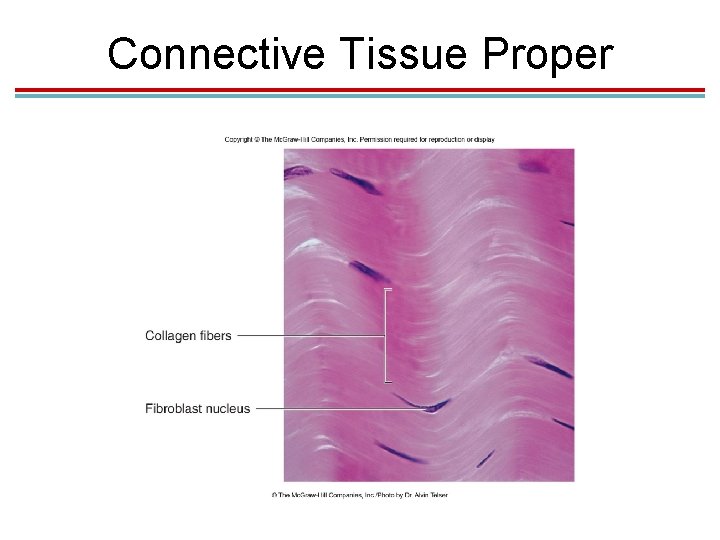 Connective Tissue Proper Connective Tissue Proper