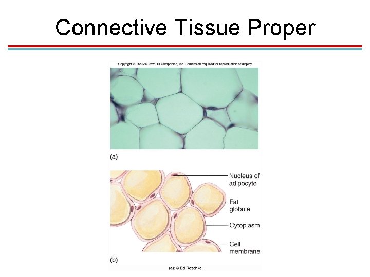 Connective Tissue Proper Connective Tissue Proper