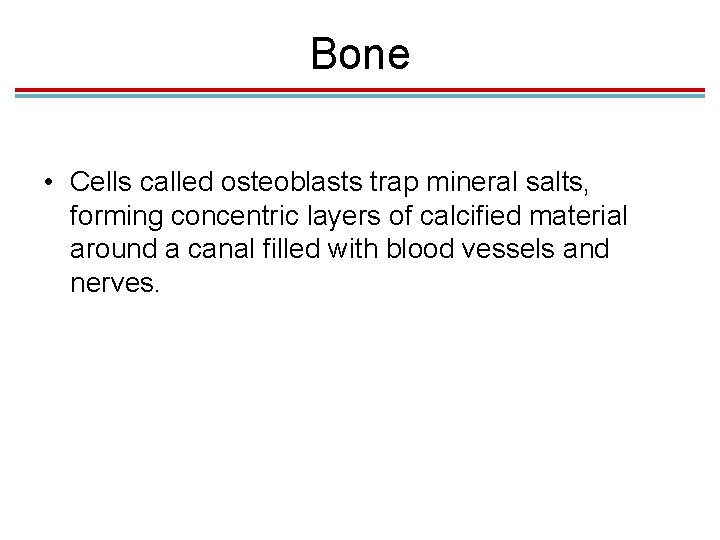 Bone • Cells called osteoblasts trap mineral salts, forming concentric layers of calcified material Bone • Cells called osteoblasts trap mineral salts, forming concentric layers of calcified material