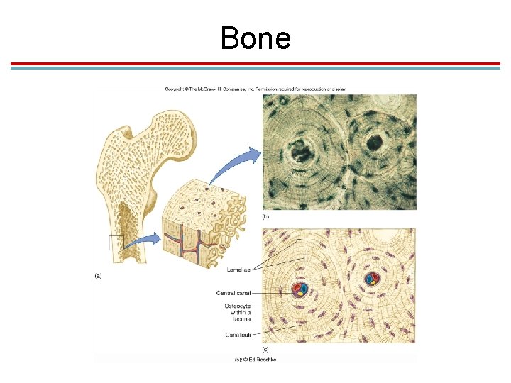 Bone Bone