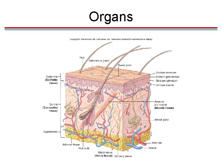 Organs Organs